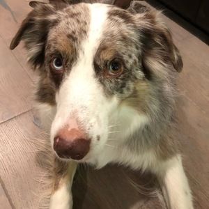 Meet your Posher, Rob